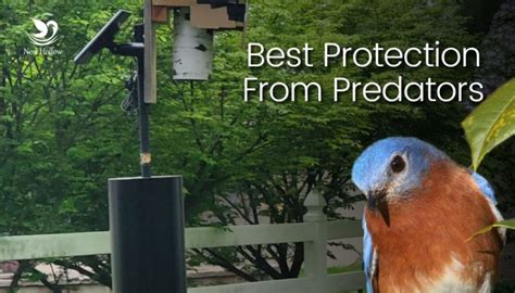 predator protection for bluebirds